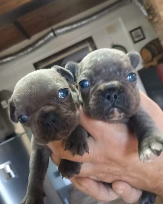 Bulldog francese 