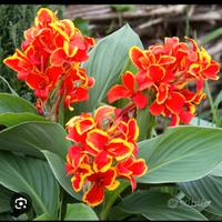 Piante di canna indica di diverse colorazioni