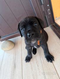 Splendidi cuccioli di Cane Corso