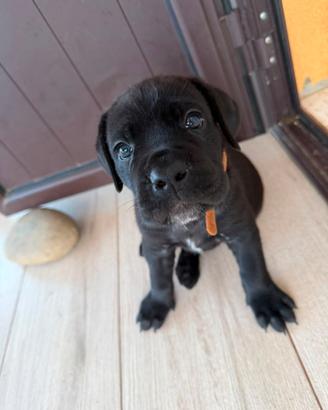 Splendidi cuccioli di Cane Corso