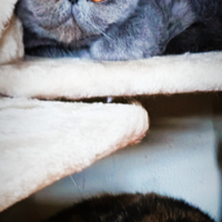 Gatti Exotic shorthair e Foldex