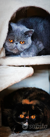 Gatti Exotic shorthair e Foldex