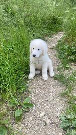 Cucciolo maschio pastore maremmano pedigree