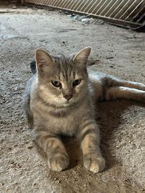 Gattina in adozione