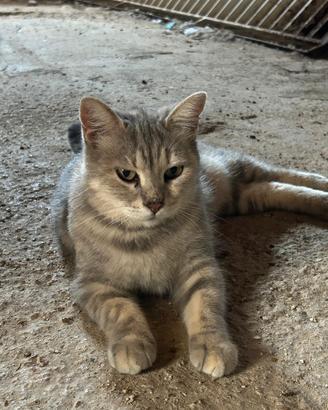 Gattina in adozione
