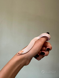 Heterodon nasicus 1.1