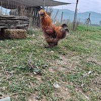 Galli e galline moroseta