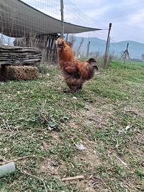 Galli e galline moroseta