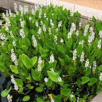 Pontederia Cordata 'Alba' - Pianta per laghetto