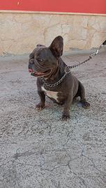 Bulldog Francese femmina