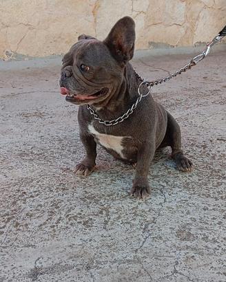 Bulldog Francese femmina