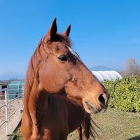 Cavalla ideale per passeggiate