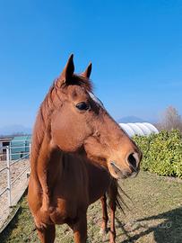 Cavalla ideale per passeggiate