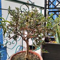 Ulivo  bonsai
