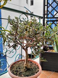 Ulivo  bonsai
