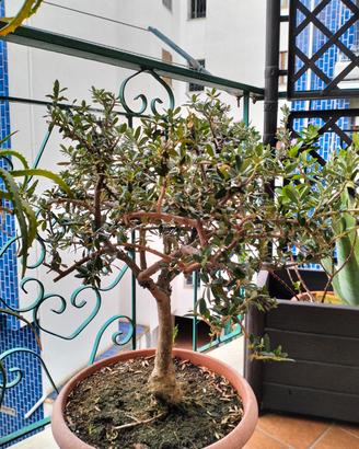 Ulivo  bonsai
