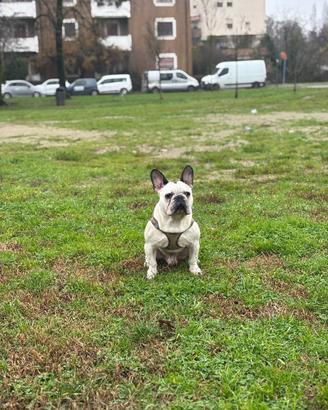 Bulldog francese per monta