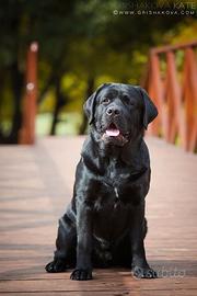 Labrador