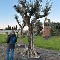 Pianta olivo leccino 90 anni altezza 320/340 cm