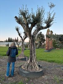 Pianta olivo leccino 90 anni altezza 320/340 cm