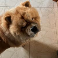 Chow chow per M.o.n.t.a