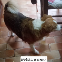 Cani taglia piccola
