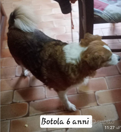 Cani taglia piccola