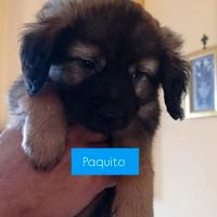 Cuccioli nati a gennaio