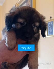 Cuccioli nati a gennaio