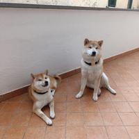 Cuccioli di shiba inu vaccinati e con microchip