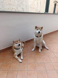 Cuccioli di shiba inu vaccinati e con microchip