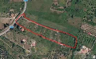 Terreno Agricolo - Termini Imerese - COLTIVATO