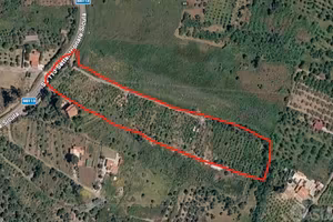 Terreno Agricolo - Termini Imerese - COLTIVATO