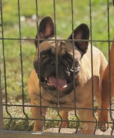 Bouledogue francesi adulti