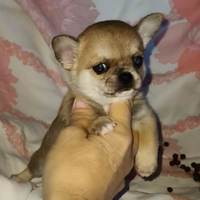 Chihuahua