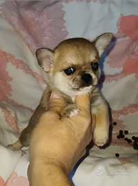 Chihuahua