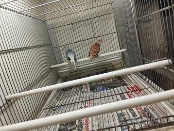 Coppia di tortore diamantina