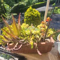 composizione pianta grasse e nn solo