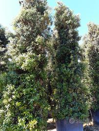 Leccio per siepi in vaso altezza 6-7-8 metri