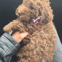 Cucciola barboncino nana cioccolato