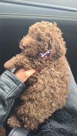 Cucciola barboncino nana cioccolato