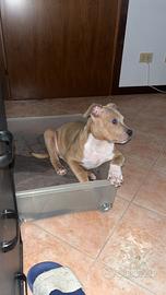 Cucciolo di Pitbull