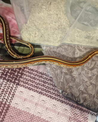 Serpente del grano