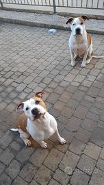 Amstaff