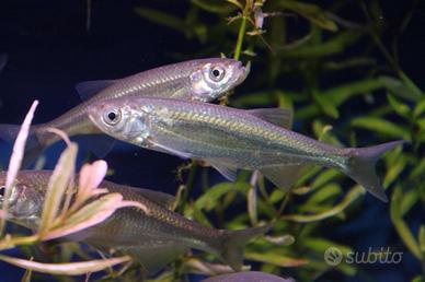 Alborelle innesco vivo