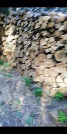 legna frassino, olmo, rubigna 