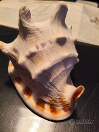 Conchiglie grandi  