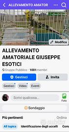 Cocorite Animali Esotici Pappagalli Uccelli Volati