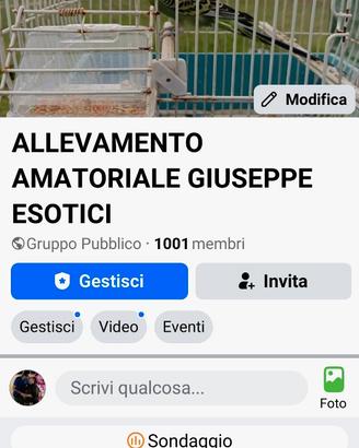 Cocorite Animali Esotici Pappagalli Uccelli Volati