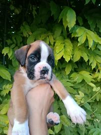 Boxer cuccioli